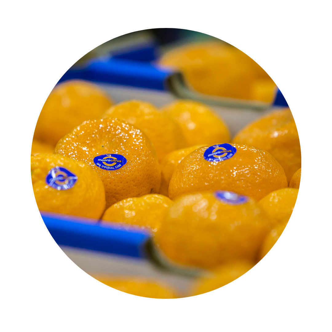 Imperial Mandarins